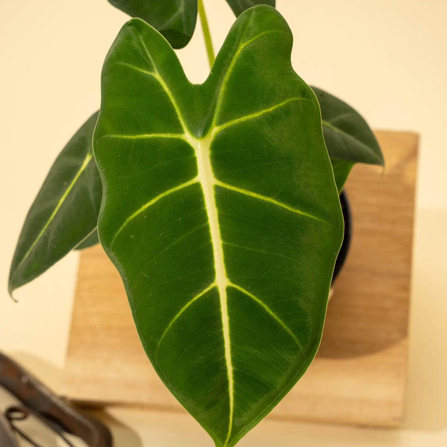Alocasia frydek